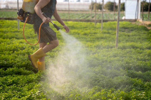 Best Mosquito Control Services  in Grandview, TX