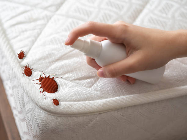 Best Pest Prevention Services  in Grandview, TX